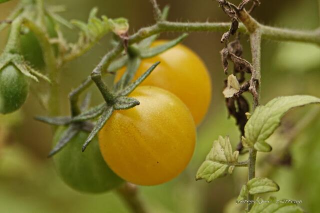 Naschtomaten....
