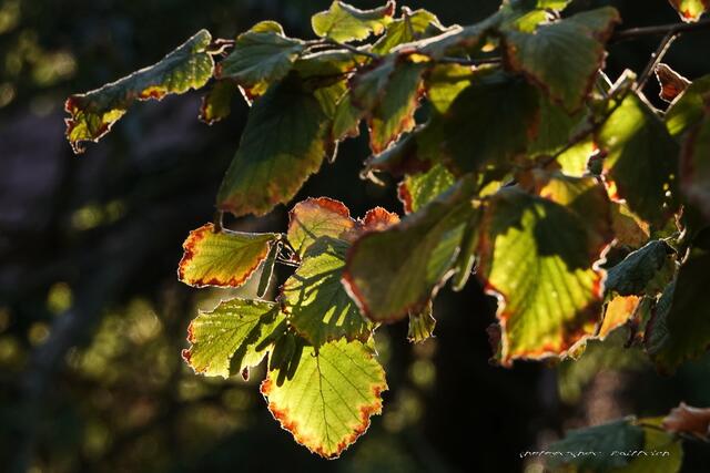 Nussbaum im Abendlicht...