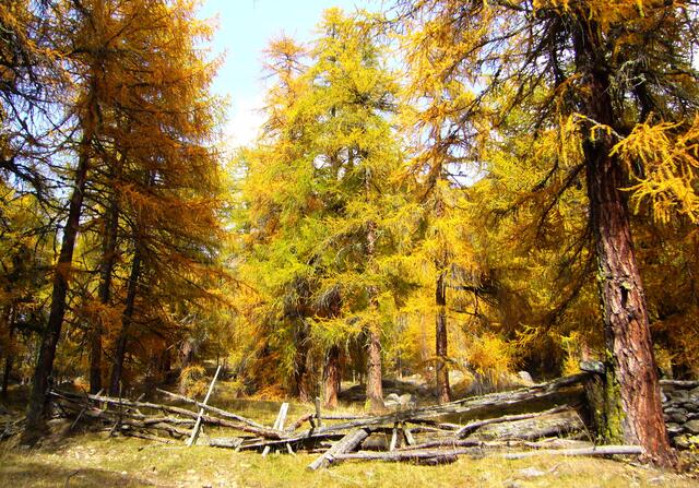 Von Vernagt führt uns der Weg durch allerschönsten Lärchenwald. Ötzi war in dieser Landschaft allerdings nicht im Herbst unterwegs, sondern im Frühjahr. Pollen der Hopfenbuche weisen darauf hin.