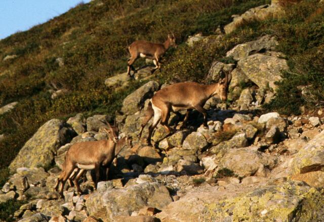 Steinbockfleisch hatte der Ötzi erst kurze Zeit vor seinem Tod gegessen. Es war seine Henkersmahlzeit. Diese Tiere können sogar in fast senkrechten Felswänden klettern. Wenn man sie darin beobachtet, hält man die Luft an. (Foto von anderer Tour.)