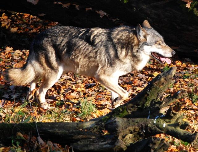 Auch der Wolf ist wieder überall auf dem Vormarsch. In den Italienischen Alpen leben 40 Rudel. Als wir am Abend in der Natur unser Biwaklager für die Nacht bereiteten, fragte uns eine alte Tirolerin, die mit einer Stange befaffnet war und die gerade vorbeikam, ob wir denn gar keine Angst vor dem Wolf hätten? (Bild: Wisentgehege/Springe) | Foto: Christel Wolter
