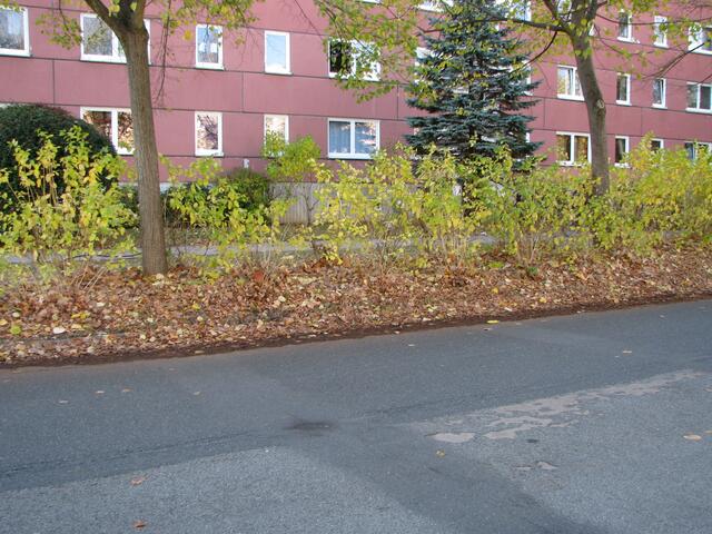 Laub wird hier schon lange nicht mehr eingesammelt.