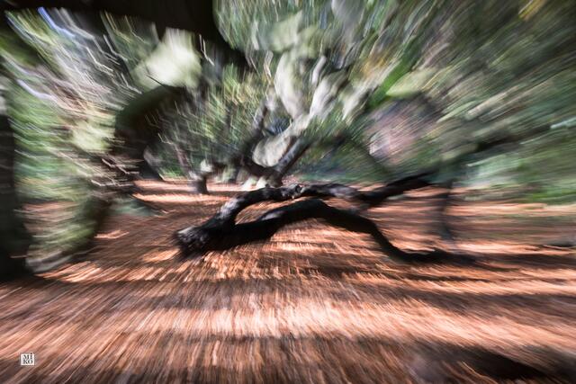Zoom-Effekt