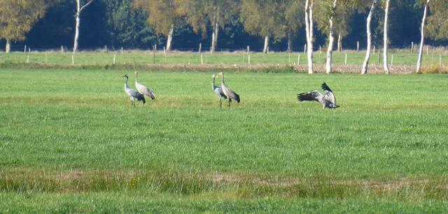 Kraniche im Tarmstedter Moor