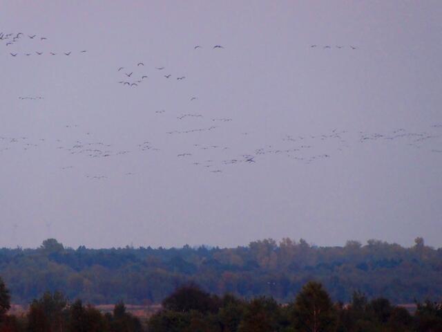 Unendlich viele Kraniche sind nun kurz vor Einbrechen der Dunkelheit am Himmel zu sehen.