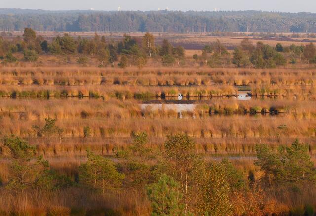 Die Sonne geht im Moor allmählich unter.