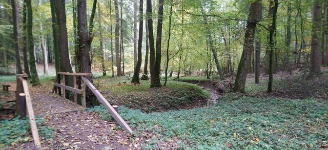Im Forst Malse
