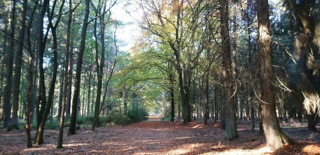 Märchenhafter Wald "Hinzel"