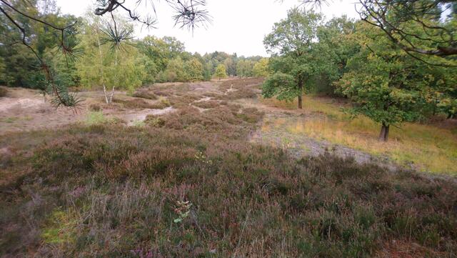 In der Vareler Heide bei Scheeßel