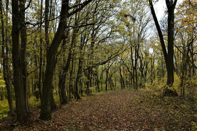 Ein Weg im herbstlichen Wald, von Buchen gesäumt.