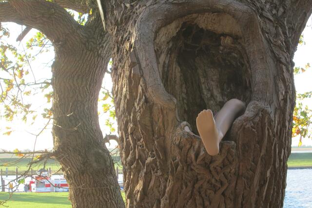 Am Dangaster Kunstpfad auf dem Weg zum Hafen war diese Installation auf Privatgrund am 27.10.2018 zu sehen. Im Vergleich zu 2017 ( https://www.myheimat.de/varel/gedanken/dieser-baum-ist-kein-vegetarier-d2816535.html ) fehlten die Schuhe und ein Bein. Damit hat sich die Vermutung bestätigt: Dieser Baum ist kein Vegetarier.