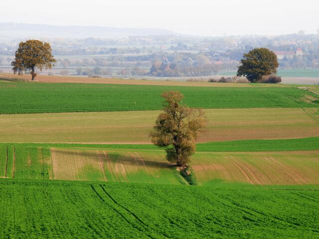 Bäume bilden Fixpunkte in der Agrarlandschaft.