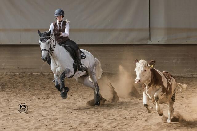 Rinderprüfung Working Equitation