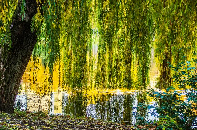 Das Grün des Baumes neigt sich zum Wasser