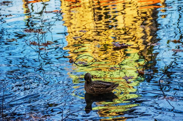 Die Ente schwimmt durchs Spiegelbild