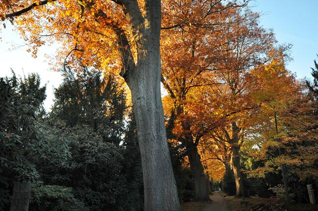 Der Engesohder Friedhof im Herbst