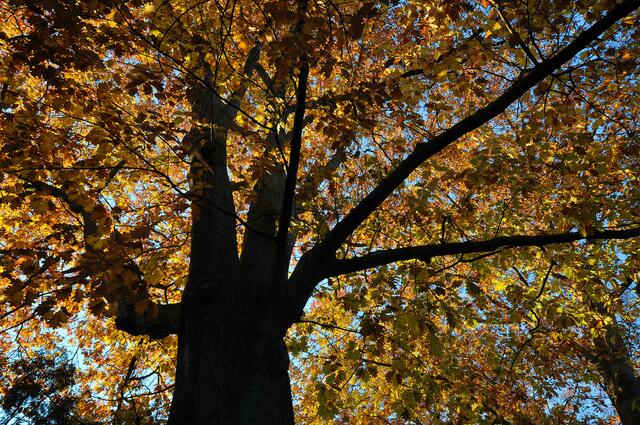 Der Engesohder Friedhof im Herbst