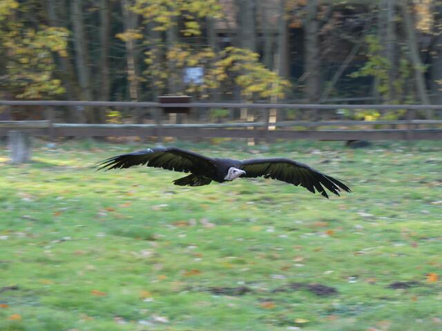 Kappengeier im Flug