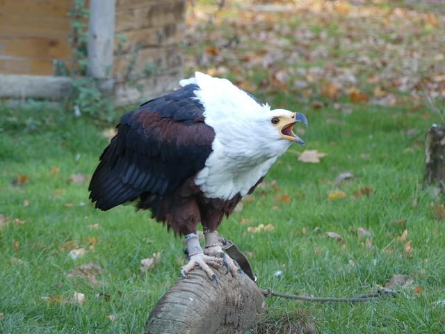 Er machte seinem Namen alle Ehre: Schrei-Seeadler