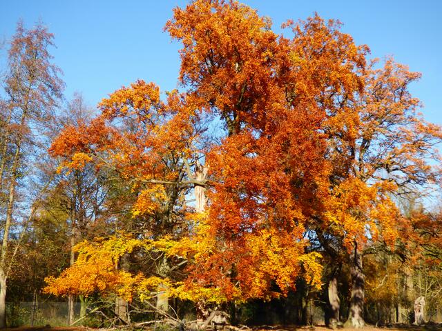 Einfach Herbst!