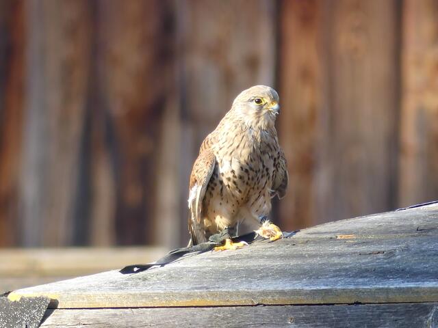 Turmfalke