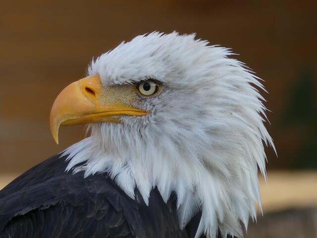Mein erklärter Liebling! Weißkopf-Seeadler!
