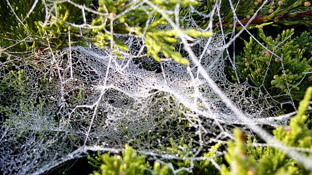 Die Zeit der "Spinnweben" ist angebrochen (2) / 16.11.2018 !