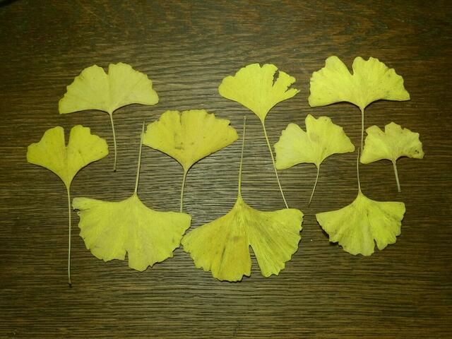 Gelbe Ginkgo-Blätter im Herbst