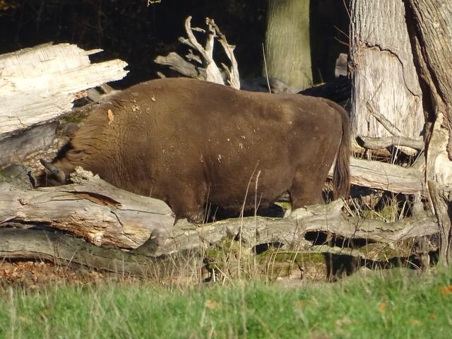 Wisent, kopflos. (Zu weit weg)