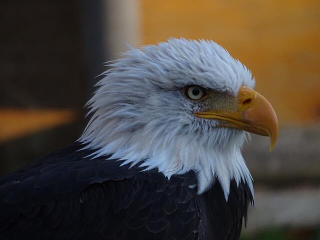Hüte Dich vor meinem Schnabel. Ach, bevor ich es vergesse: Greifvögel nennt man uns, nicht Raubvögel.
