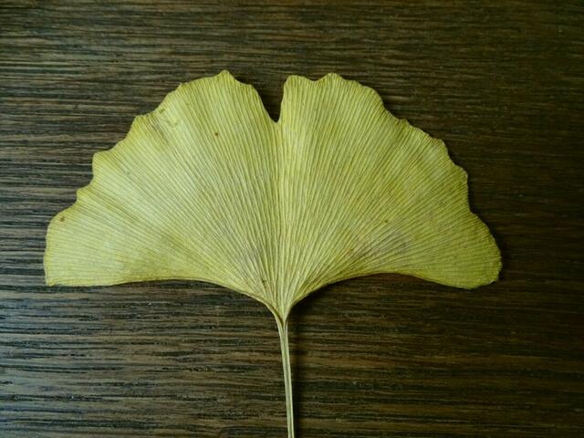 Gelbe Ginkgo-Blätter im Herbst