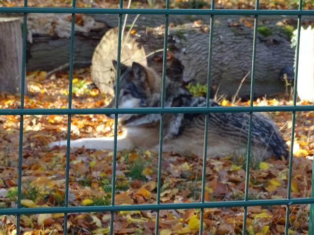 Mein Name ist Wolf.