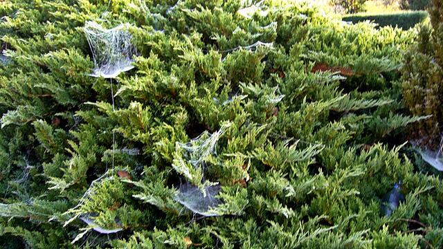 Die Zeit der "Spinnweben" ist angebrochen (2) / 16.11.2018 !