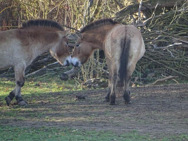 Wildpferde.
