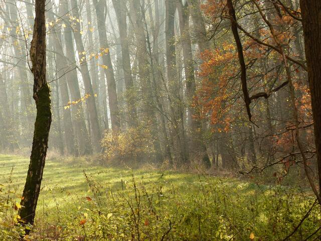 Waldlichtung im Dunst