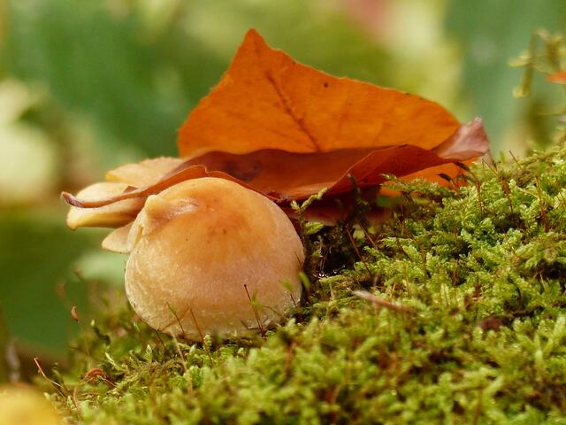 Pilz gefällig ?