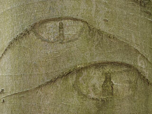 die Augen des Waldes