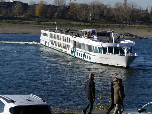 Aurelia wendet auf dem flachen Rhein