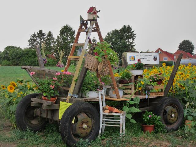"Leiterwagen" vor dem Sonnenblumenstreifen