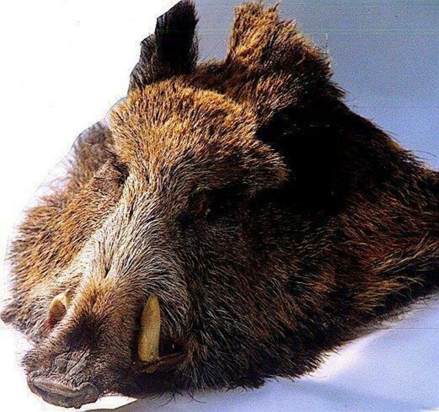 Wildschweinmaske Werdenfelser Land