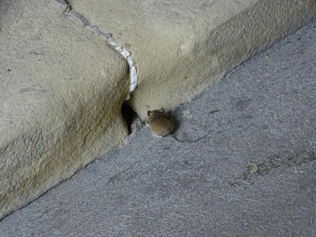Haselmaus