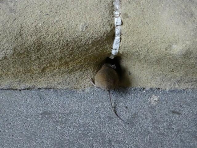 Haselmaus