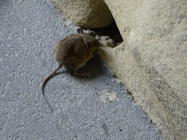 Haselmaus