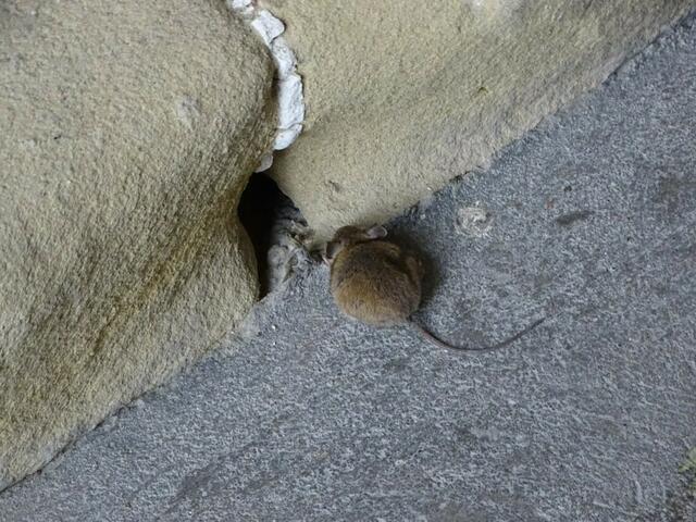 Haselmaus