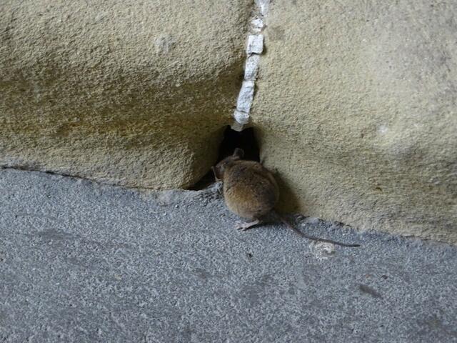 Haselmaus