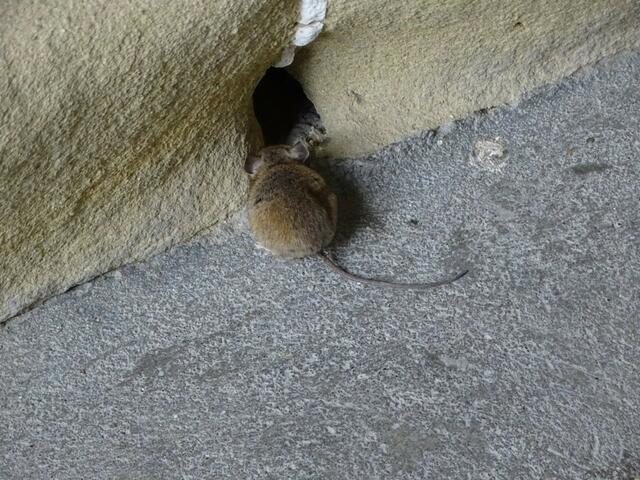 Haselmaus