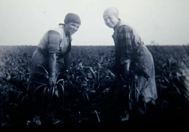 Frau Struhs und Frau Stein beim Rübenroden mit der Hand in den 30er Jahren in Koldingen