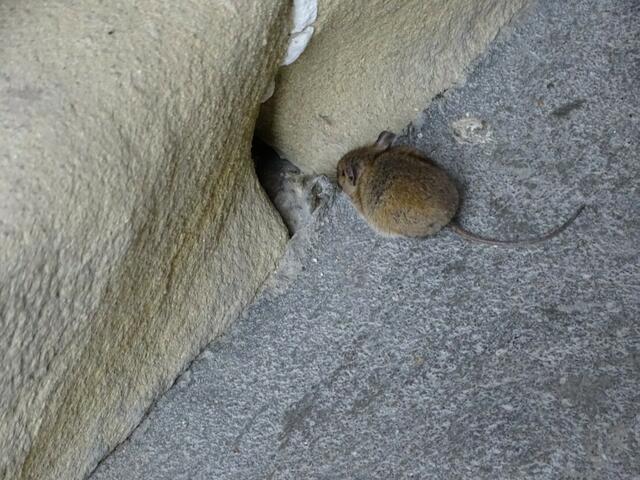 Haselmaus