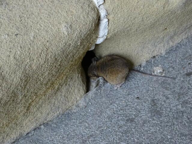 Haselmaus