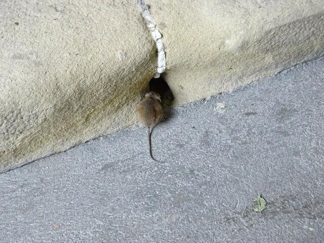 Haselmaus